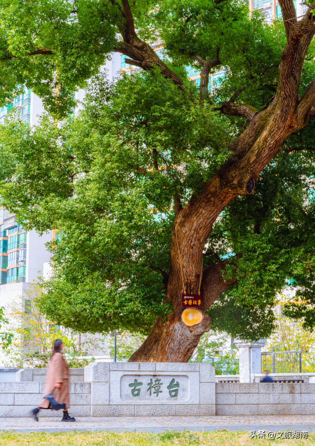 湖南的春天别只盯着花，可以→