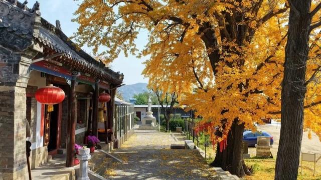 济南的这些千年银杏树美得正当时,最后“黄金期”快去打卡!