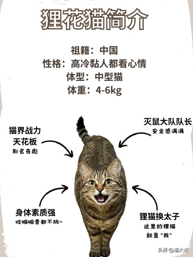 中华狸花猫深度科普：本土猫界“战神”，这些冷知识你肯定不知道