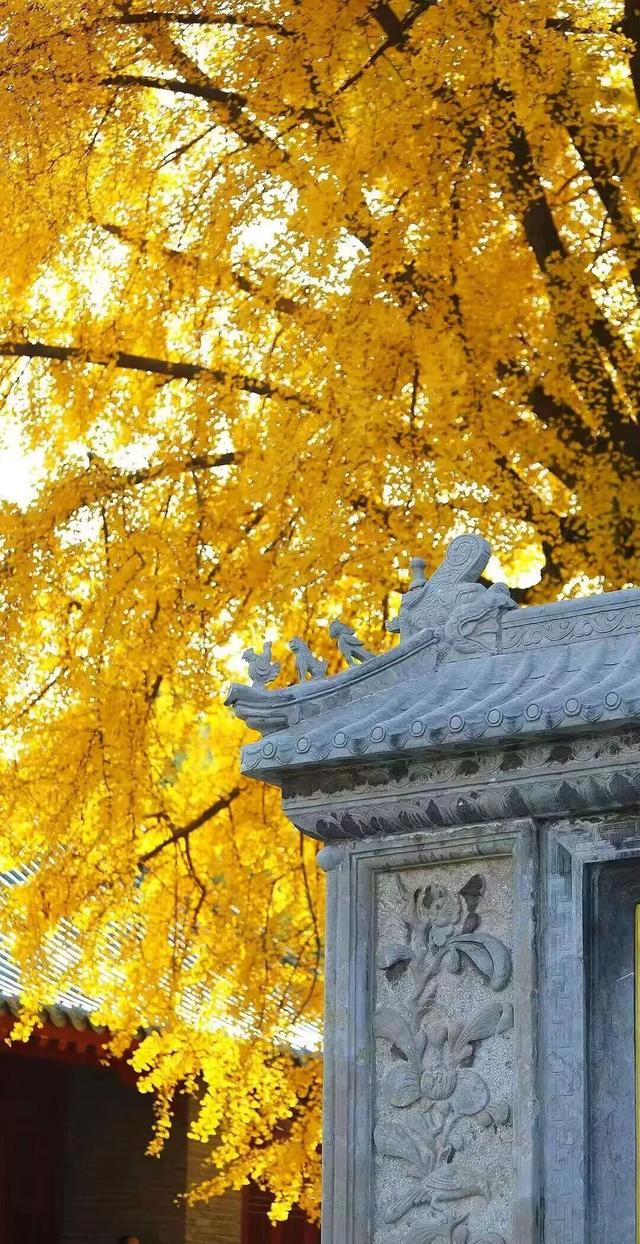 临沂初冬“热”出圈！打卡攻略赶紧码