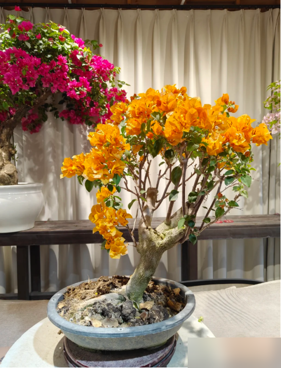 北京一太太，因“三角梅客厅”而走红，蜿蜒多姿，妥妥的视觉盛宴