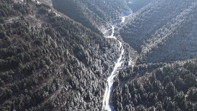 武山县太皇山：雪松琼枝绽冬韵