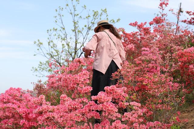 满山遍野的映山红