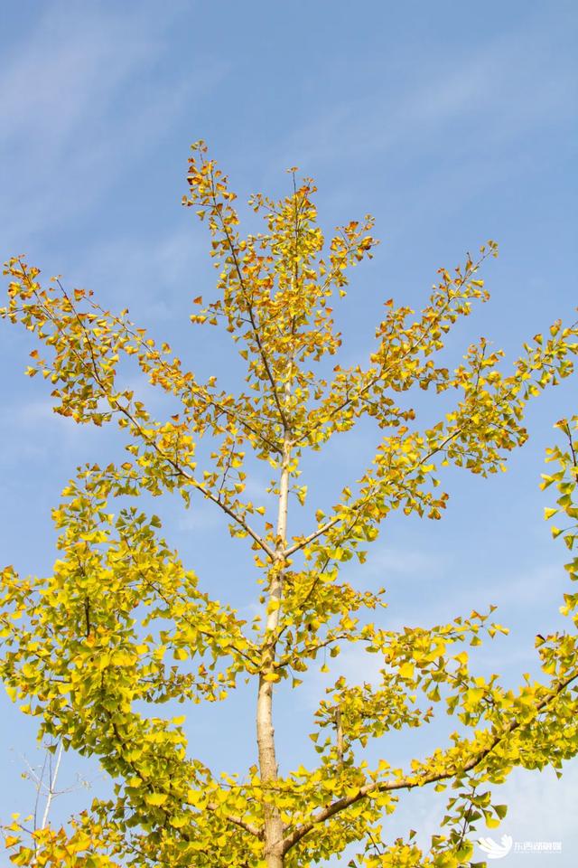 东西湖这座山,变了!
