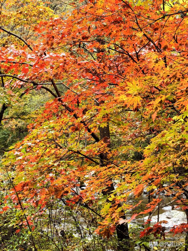 2025辽宁赏秋之旅日记(2)——游览丹东蒲石河森林公园