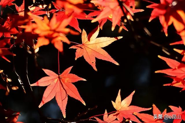 久等了！红透啦！