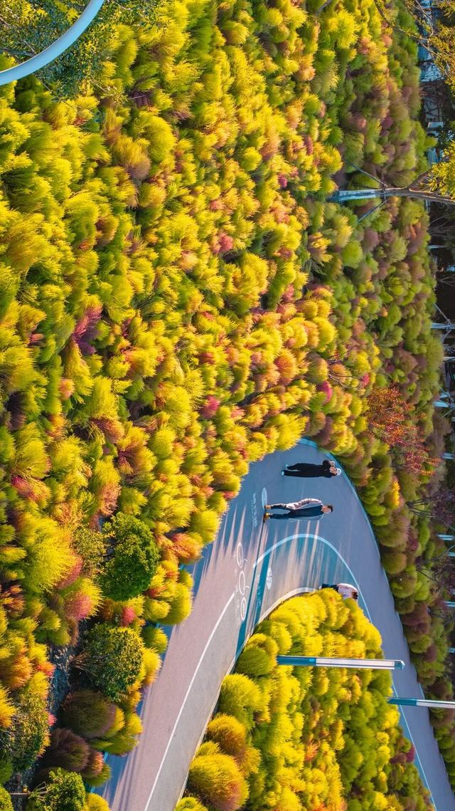 生态城的秋天，已经美得不像样了