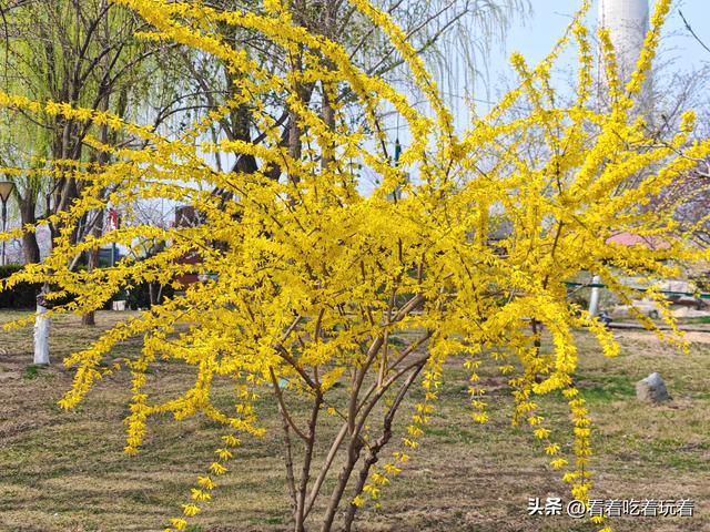 北京公园赏花记