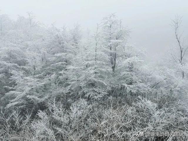2H直达长沙周边的“长白雪山”！带娃登高赏雾凇超欢乐