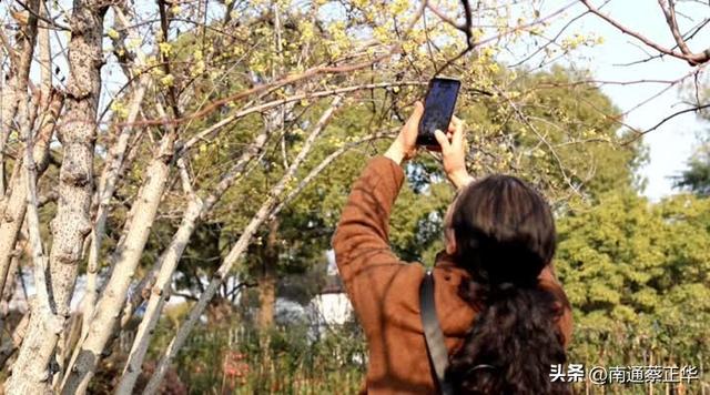 南通冬日“顶流”回归！