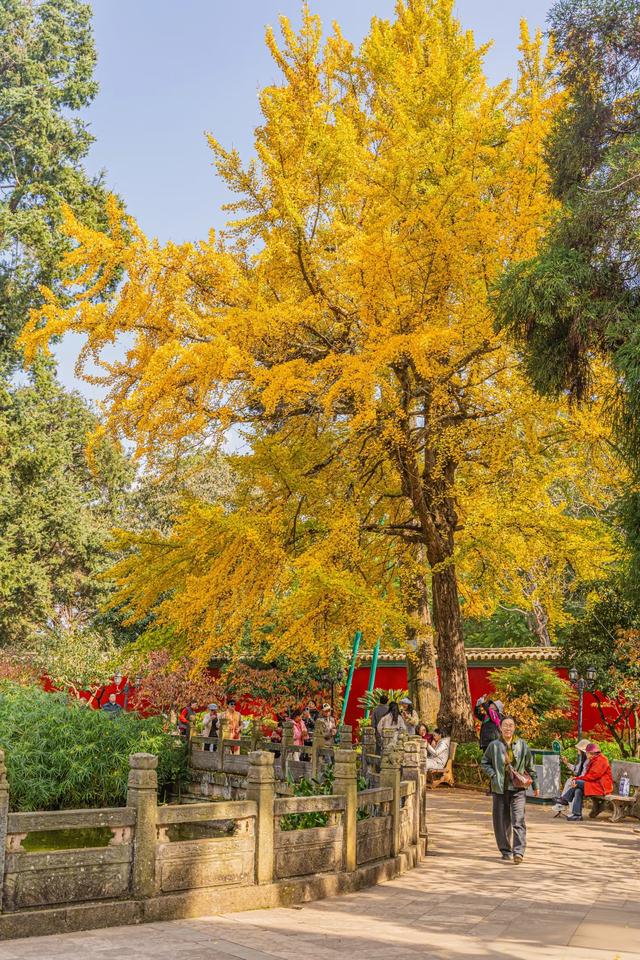古寺暴击，在禅意中观赏金色银杏叶