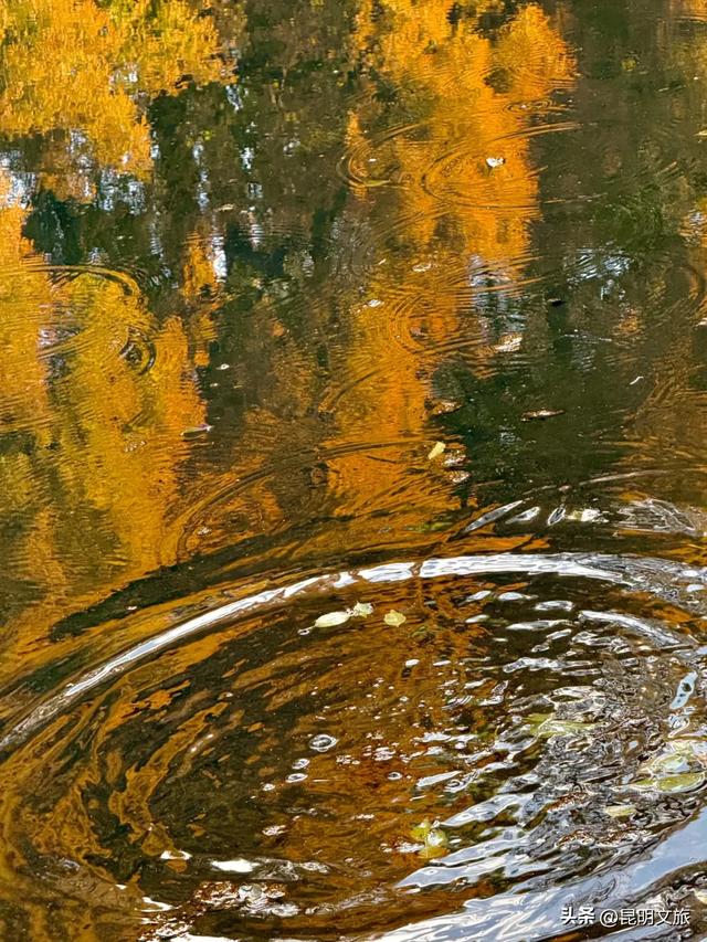 初冬氛围感出片计划,走起!昆明这份打卡攻略速速收藏→