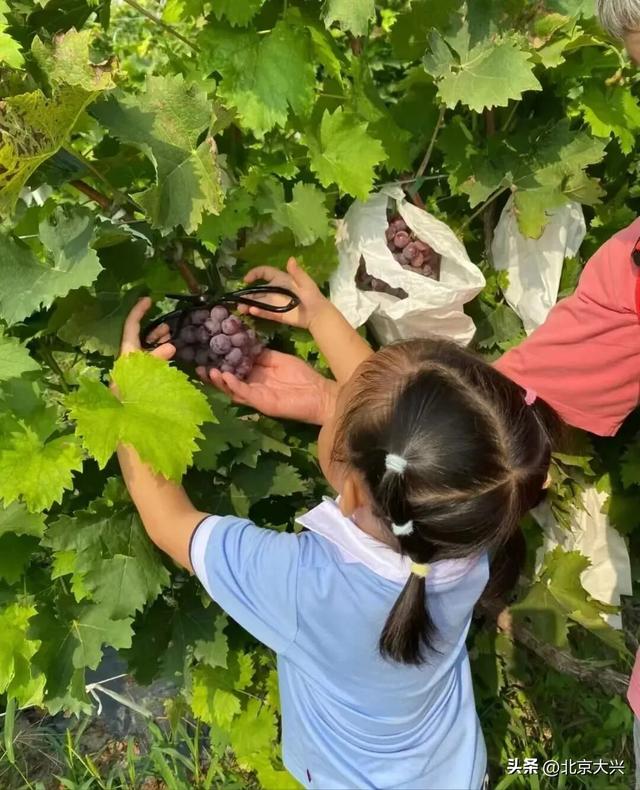 在大兴，过一天向往的生活！探野趣、享手作、庆团圆……