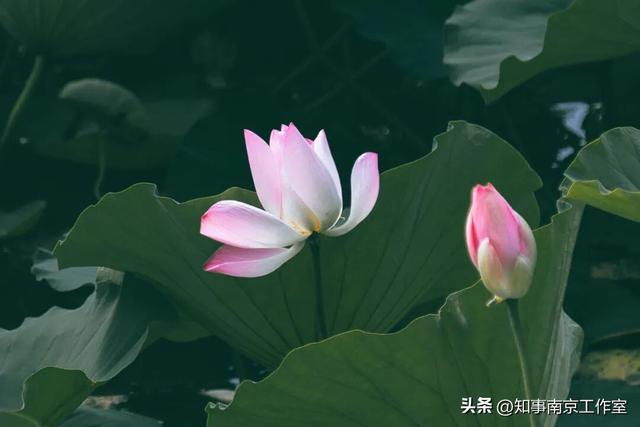 南京的这些瞬间，藏着让人舍不得离开的理由