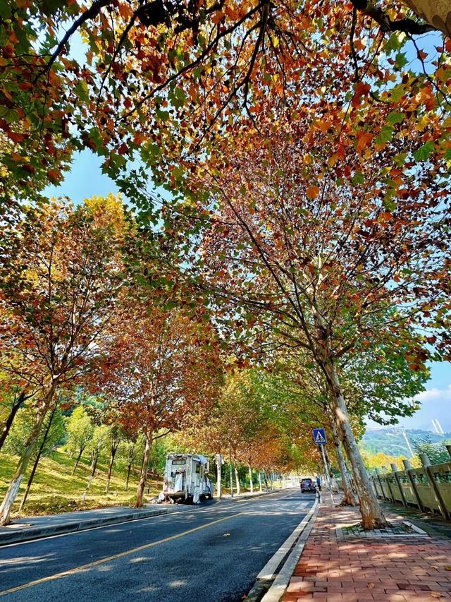 出片率100%！重庆梧桐进入最佳观赏期