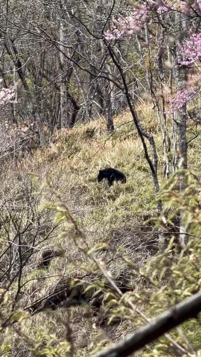 春天有多美？唐家河“熊游客”赴紫荆花之约