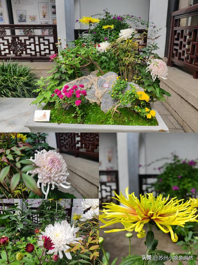 2025苏州狮子林菊展：赴一场比《甄嬛传》存菊堂更盛的秋日菊宴