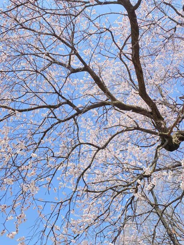 三月三游少华！上巳古礼、花神巡游、限定春食全攻略~