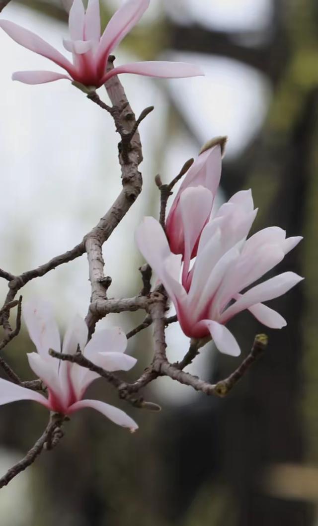烟雨润玉兰，泉城赴春约——济南百花公园玉兰大道迎来最佳观赏期