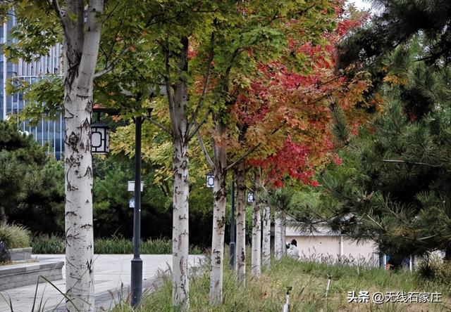 一叶知秋！2025年石家庄市城区赏秋指南来啦 这些地方别错过