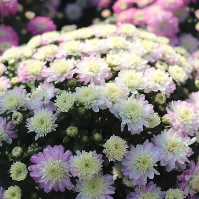 不愧是顶流！一大早就红了，人挤人持续好多天！萧山人家门口也有······