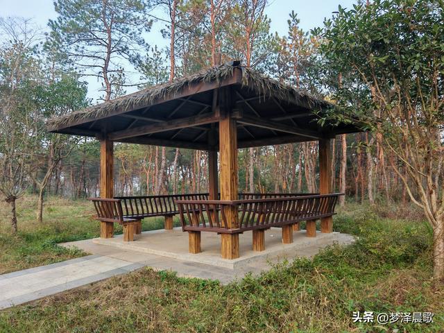 应城：有名店林场林荫步道 让你邂逅四季生态画卷