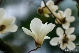 喝酒的五个境界，你在哪个层次呢？人过50岁，一人独饮是清欢图片