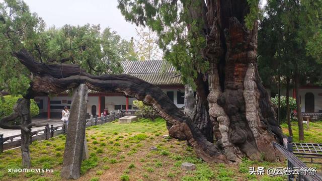 孔林关林松，揖向轩辕柏