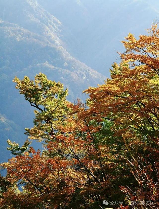 宝子你听我说，近期天气好、红叶美，光雾山可以冲了!