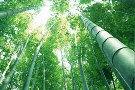 怎么快速杀死竹子？竹子最害怕的2个“天敌”，老祖宗宝贵的经验图片