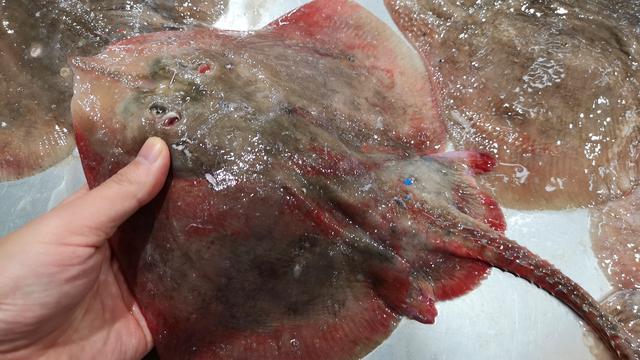 这6种鱼千万别错过，无法人工养殖，全是野生的，营养很高还便宜