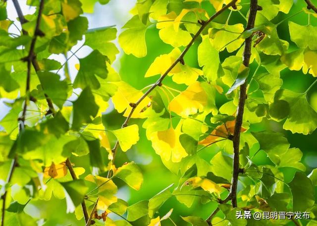 初冬，来晋宁邂逅一场金色的童话
