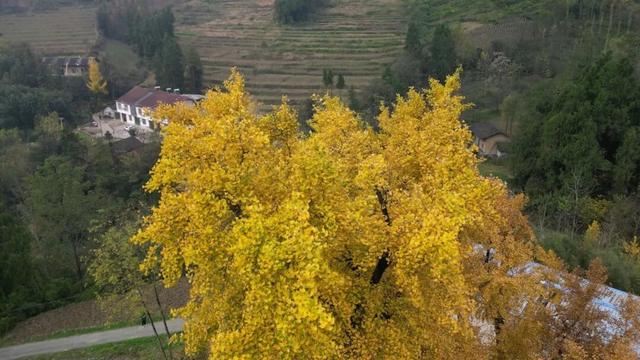 秋日里的高川：层林尽染秋意浓