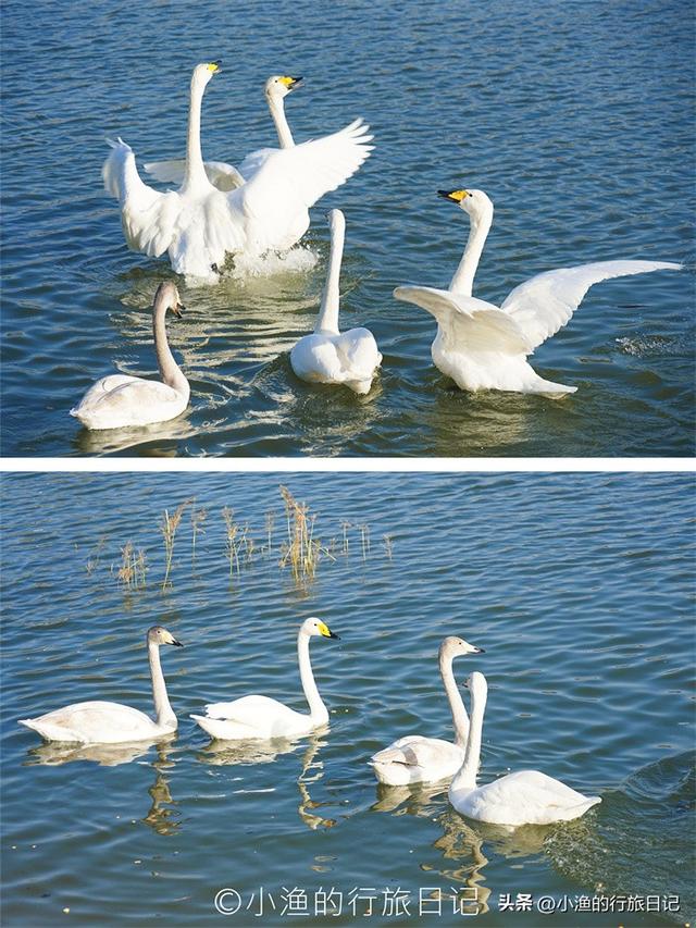 天鹅、落日、古城与“海”！西安周边3H，这条冬日线路美到封神