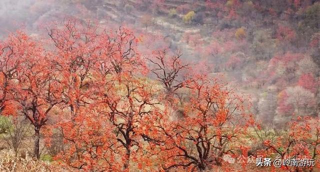 从西安出发2小时，打卡彬州罗店村柿子林，吃当地美食看台塬风景