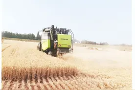 漯河市舞阳县小麦开镰收割图片