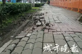 长春南湖大路此处人行步道砖受损图片