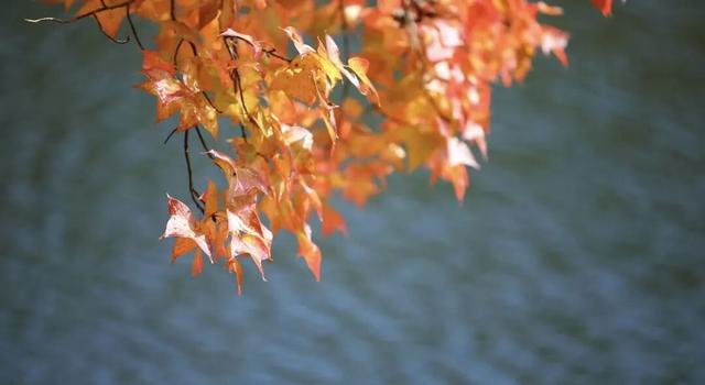 如画上犹，“枫”景独好！