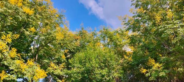 寻美薛城丨金色浪漫！森林公园里的“栾树”花开正艳，枝头流金溢彩！