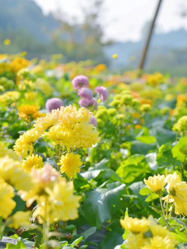 冬日限定！金堂这片花海，太美了！