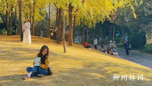 柳州市柳侯公园银杏大道迎来最佳观赏期