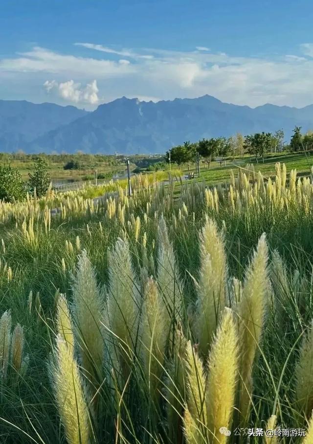 全部免费，推荐西安周边最适合拍照的芦苇荡，快去打卡吧！