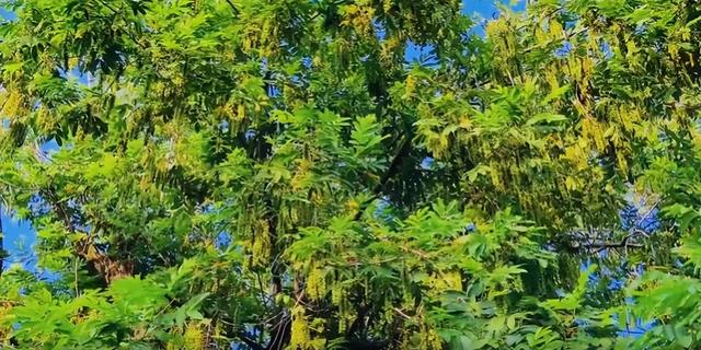 大美泌阳：梁河两岸 繁花盈岸