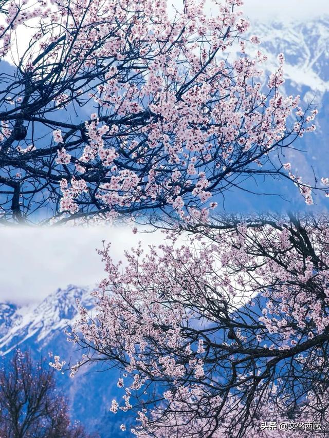 《西藏组画·牧羊人》卖出1.61亿！而你的西藏旅行是无价的！