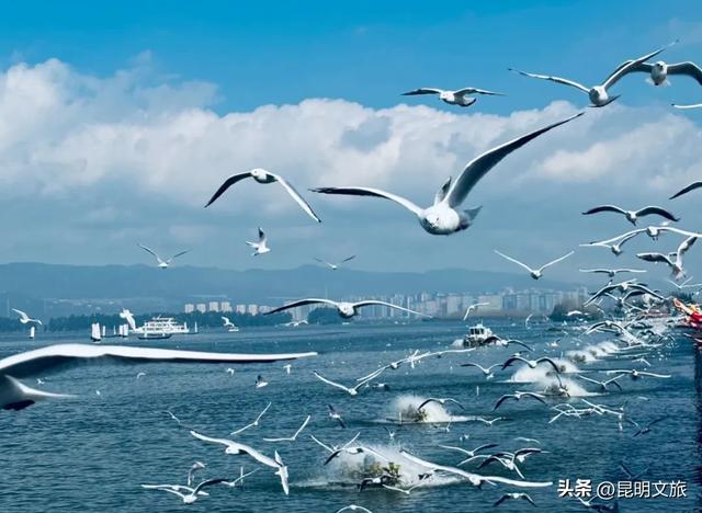 昆明人私藏观鸥地图+观杏!滴滴6折立减35元打车券直接薅