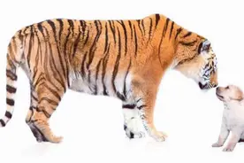 一辈子没见过老虎的狗，为什么一见老虎就被“吓尿”？血脉压制？图片