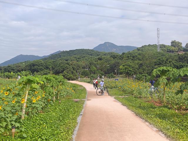 环西丽湖绿道骑行慢行随拍-动个好奇心