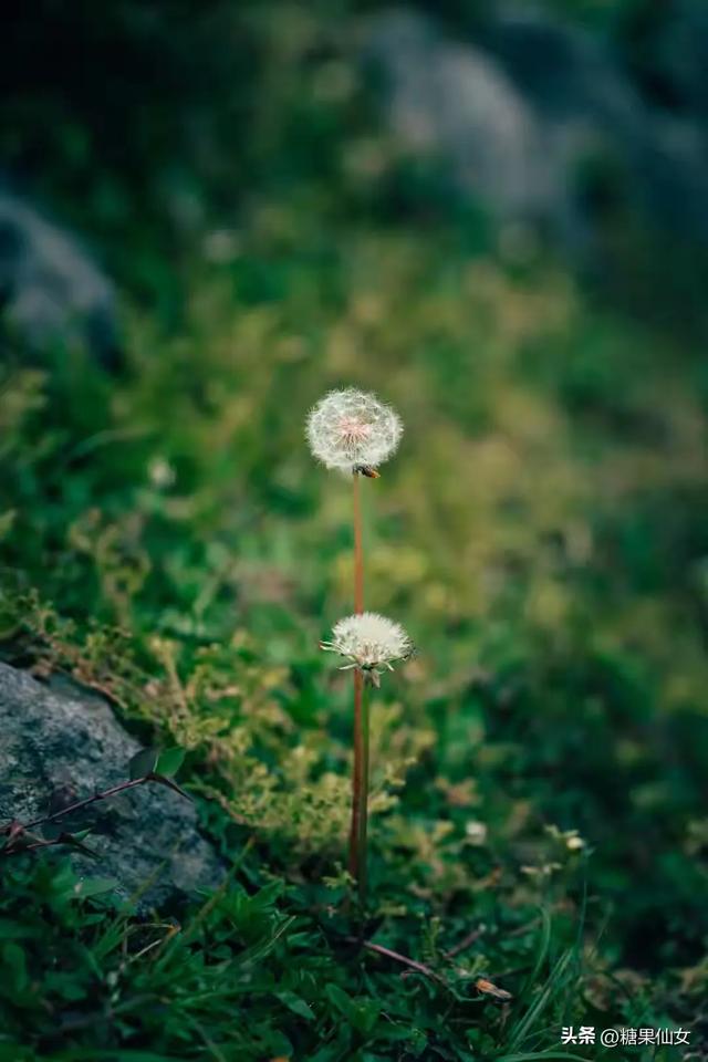 标题:成都1.5h神仙秘境!3处免费桃源,人少景绝还出片