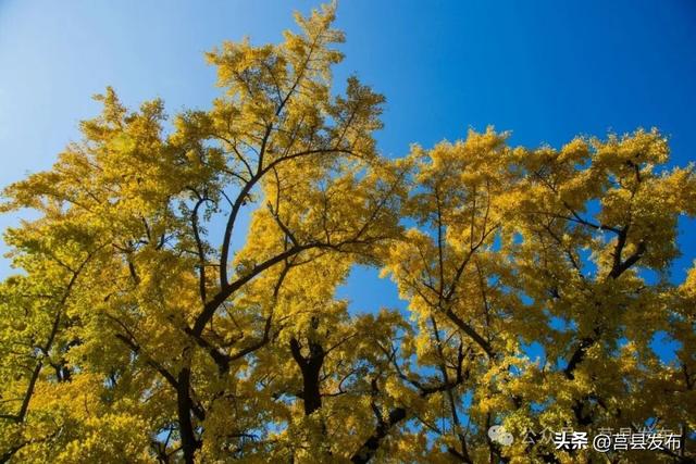 今天实拍！浮来山银杏，一树鎏金映古寺