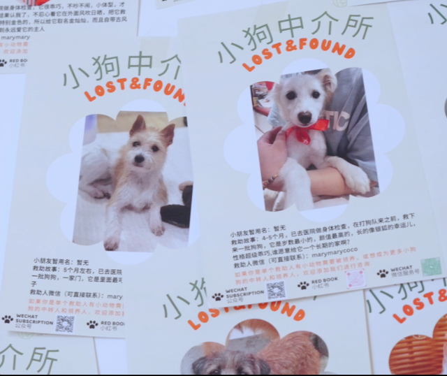 和“毛孩子”一起玩耍的N个好去处
